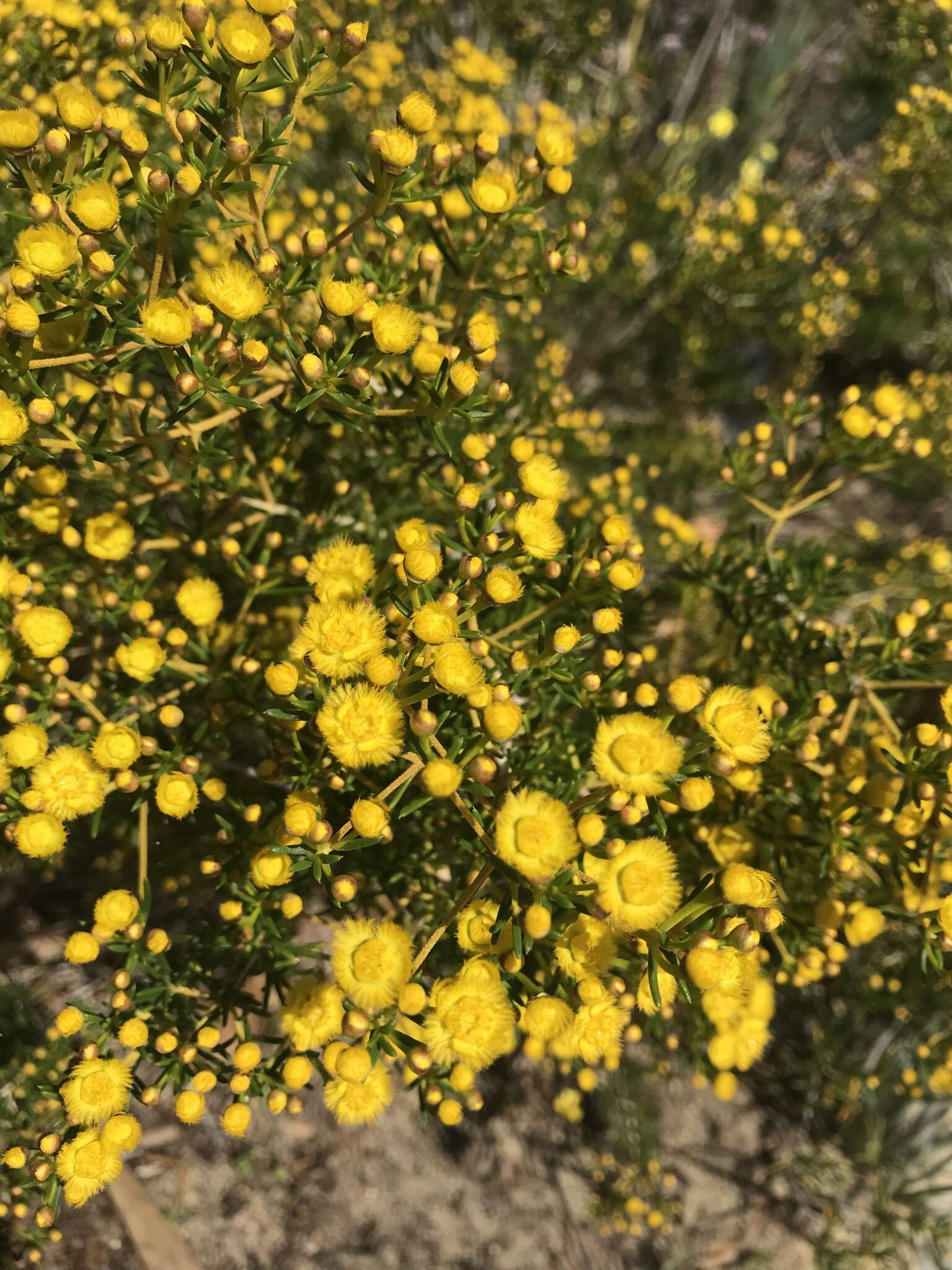 Sivun Verticordia chrysantha Endl. kuva