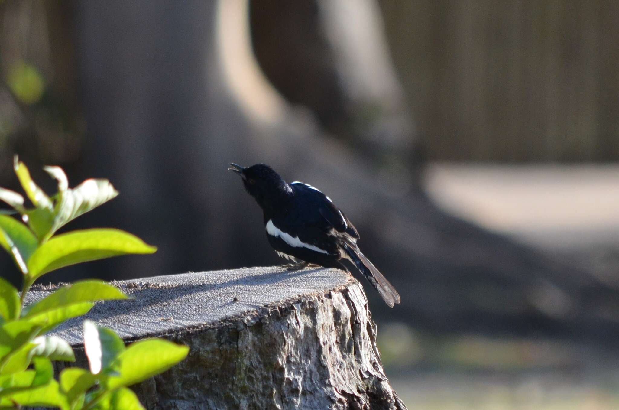 Image of Oriental Magpie Robin