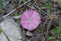 Image of Convolvulus elegantissimus Mill.