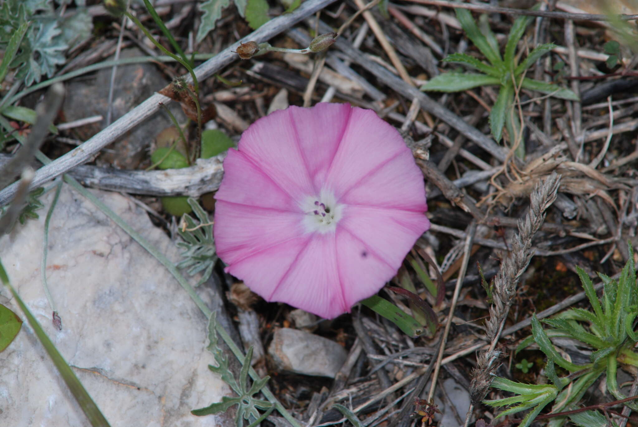 Image of Convolvulus elegantissimus Mill.