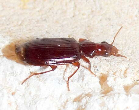 Image of Ground beetle