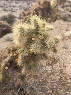 Image of Munz Cholla