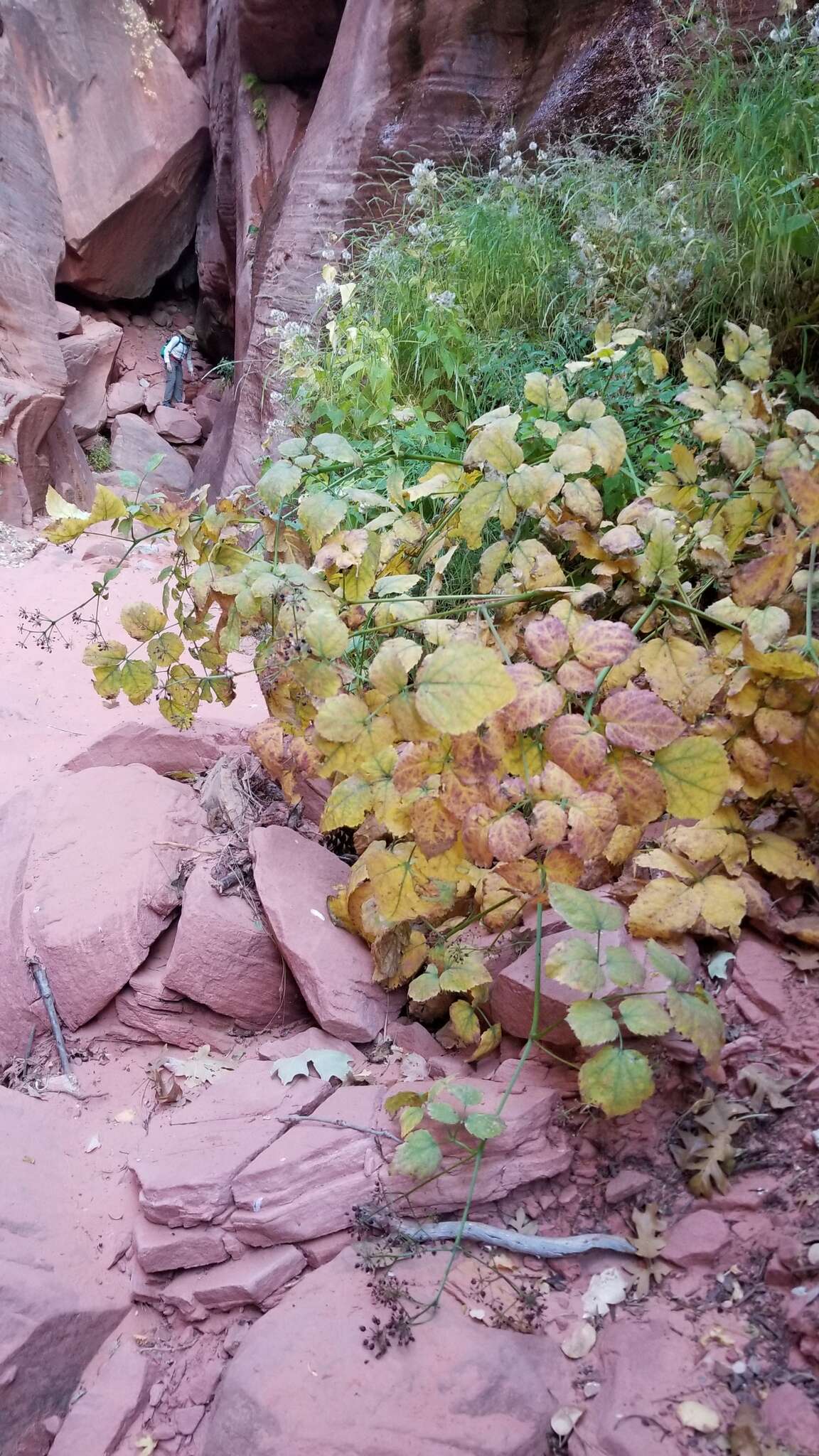 Image of American spikenard