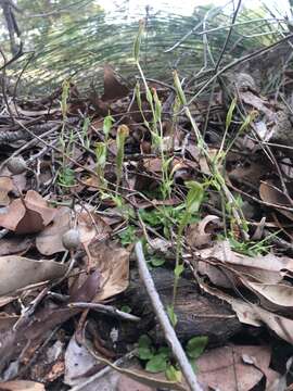 Image of Pterostylis ectypha