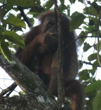 Image de Pongo pygmaeus morio (Owen 1837)