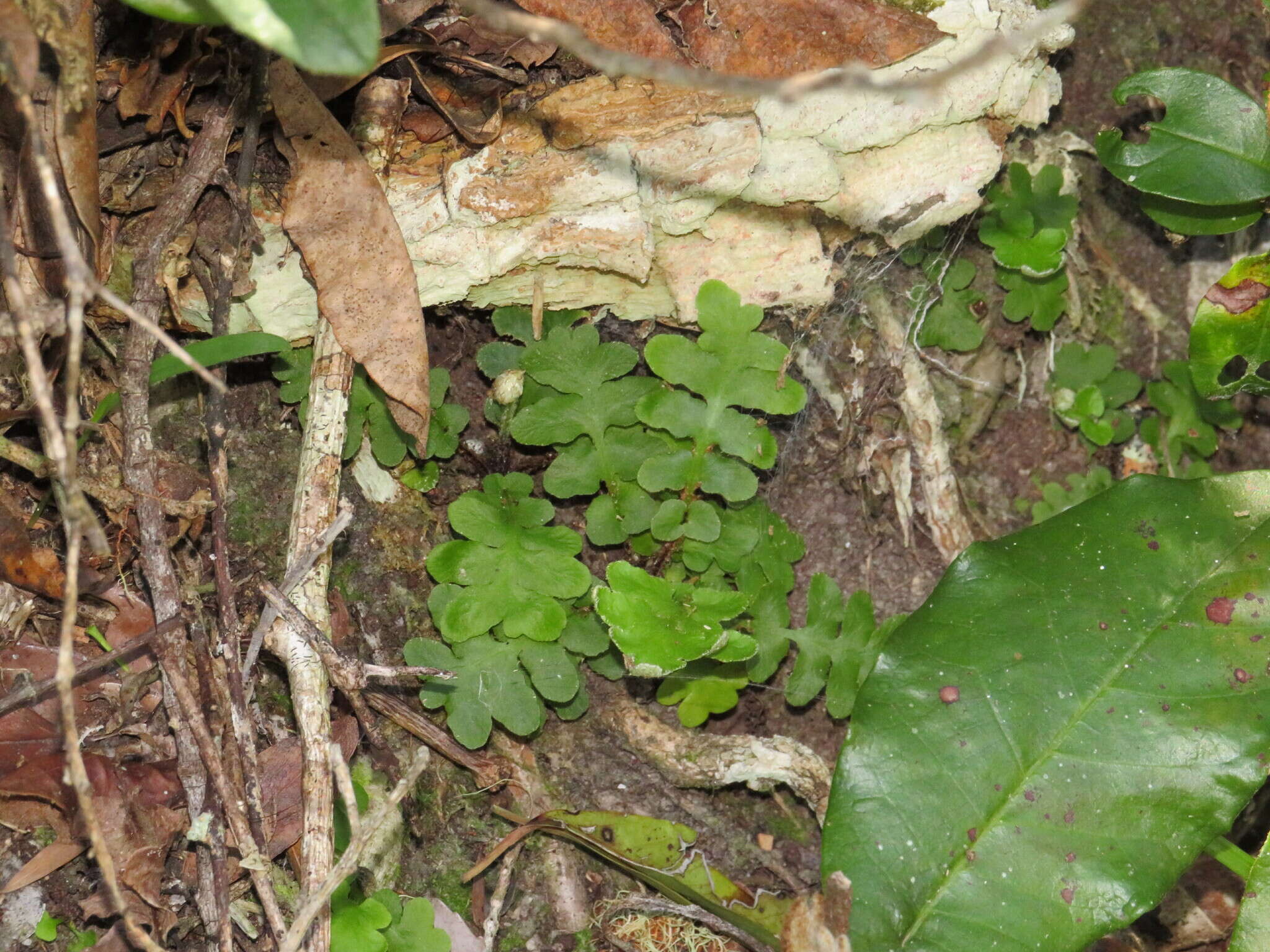 Image of Asplenium cordatum (Thunb.) Sw.