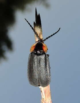 Image of Black Firefly