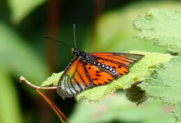 Image of Acraea sambavae Ward 1873