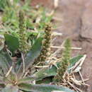 Image of Plantago myosuros Lam.