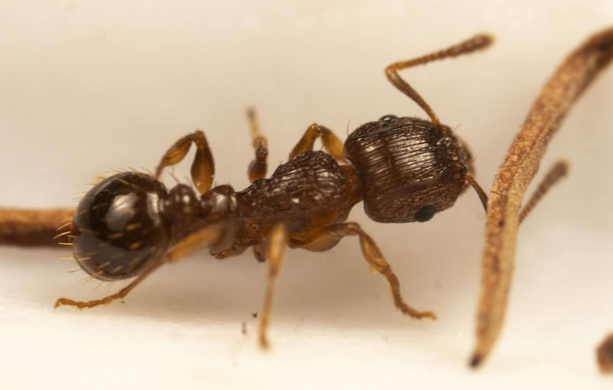 Image of Tetramorium frigidum Arnold 1926