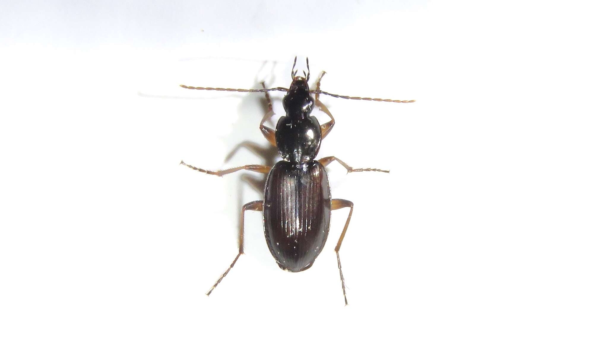 Image of Agonum (Europhilus) gratiosum (Mannerheim 1853)