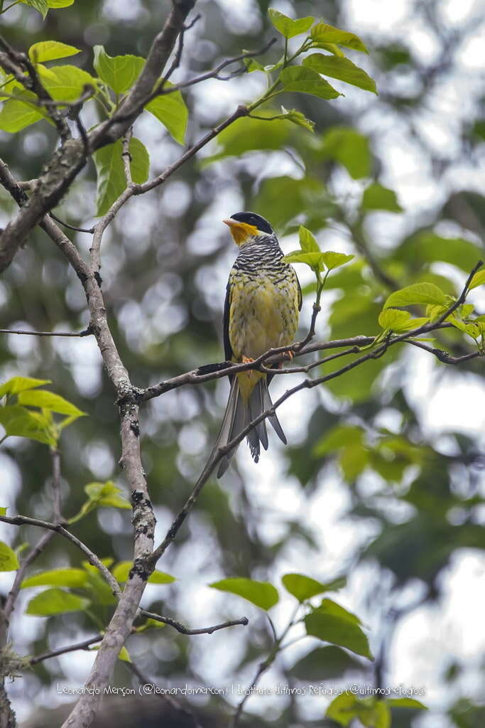 Image of Swallow-tailed Cotingas