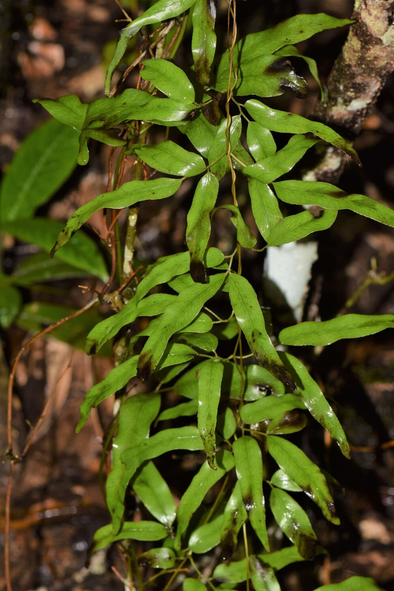 Image of Lygodium lanceolatum Desv.