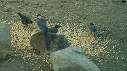 Image of Iberian Magpie