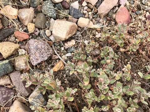 Image of red-gland spurge