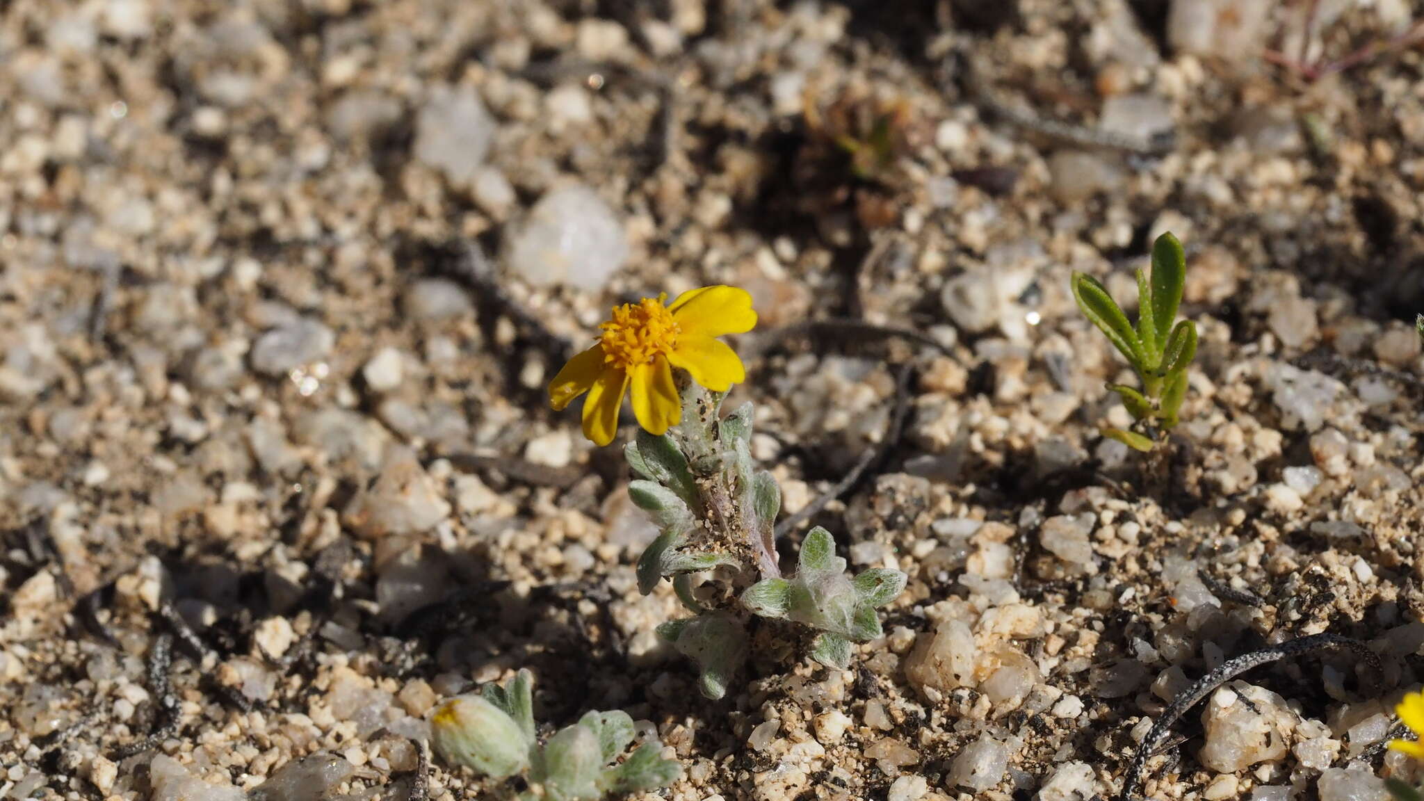 Image of <i>Eriophyllum <i>wallacei</i></i> subsp. wallacei