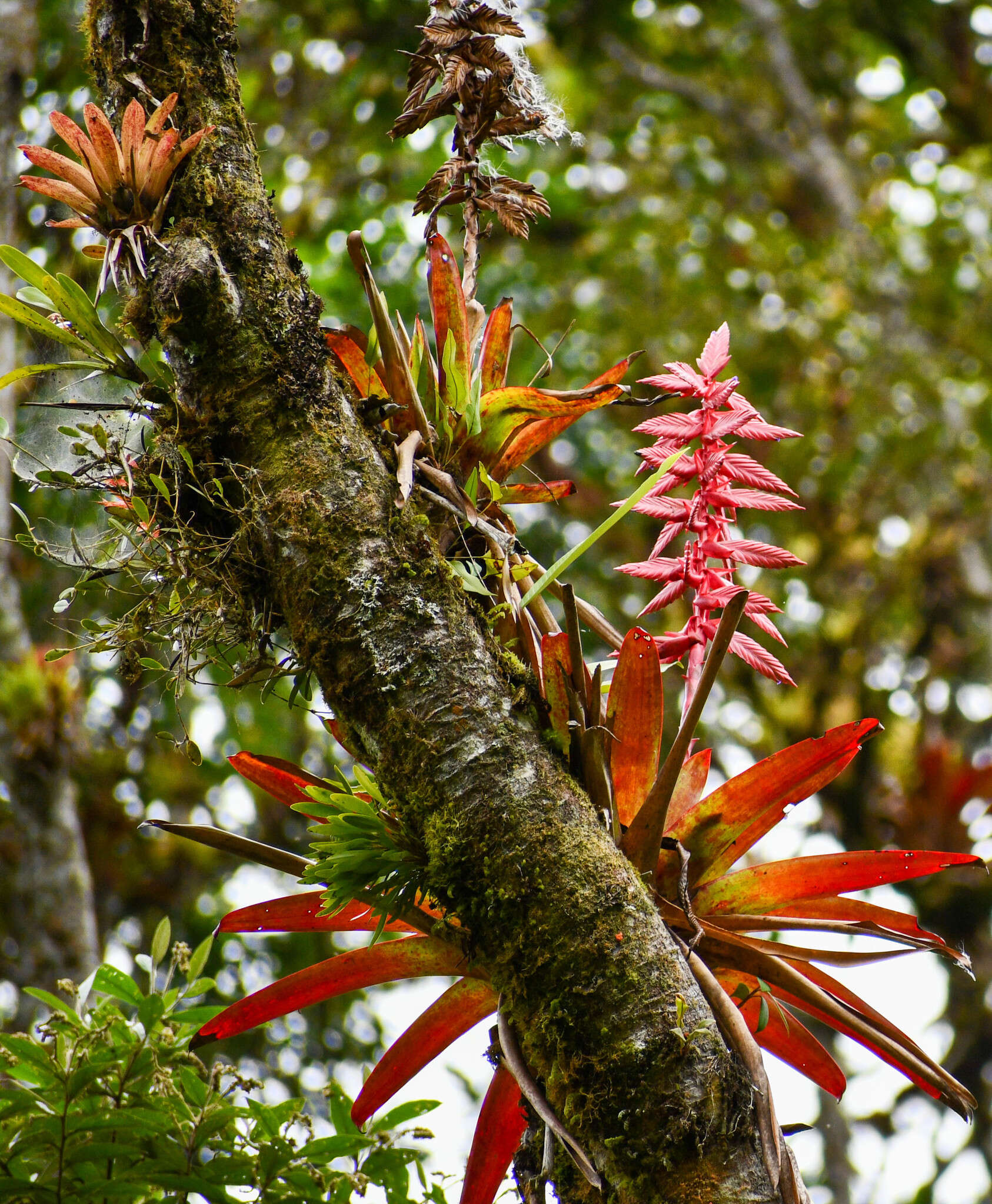 Image of Tillandsia superba Mez & Sodiro