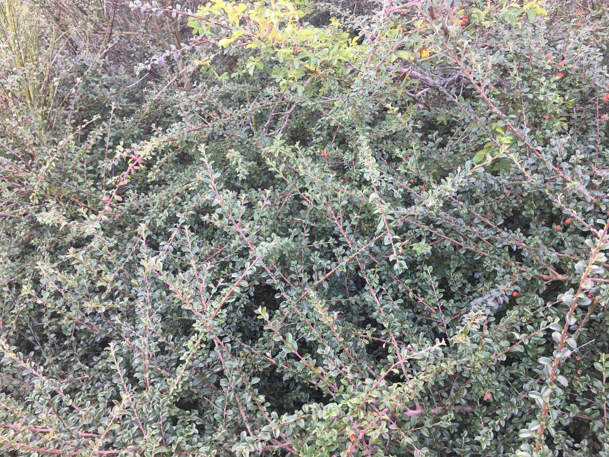 صورة Cotoneaster microphyllus Wall. ex Lindl.