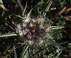 Image of Exoacantha heterophylla Labill.