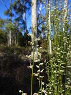 Image de Leptomeria drupacea (Labill.) Druce