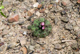 Image of Gymnocalycium anisitsii (K. Schum.) Britton & Rose