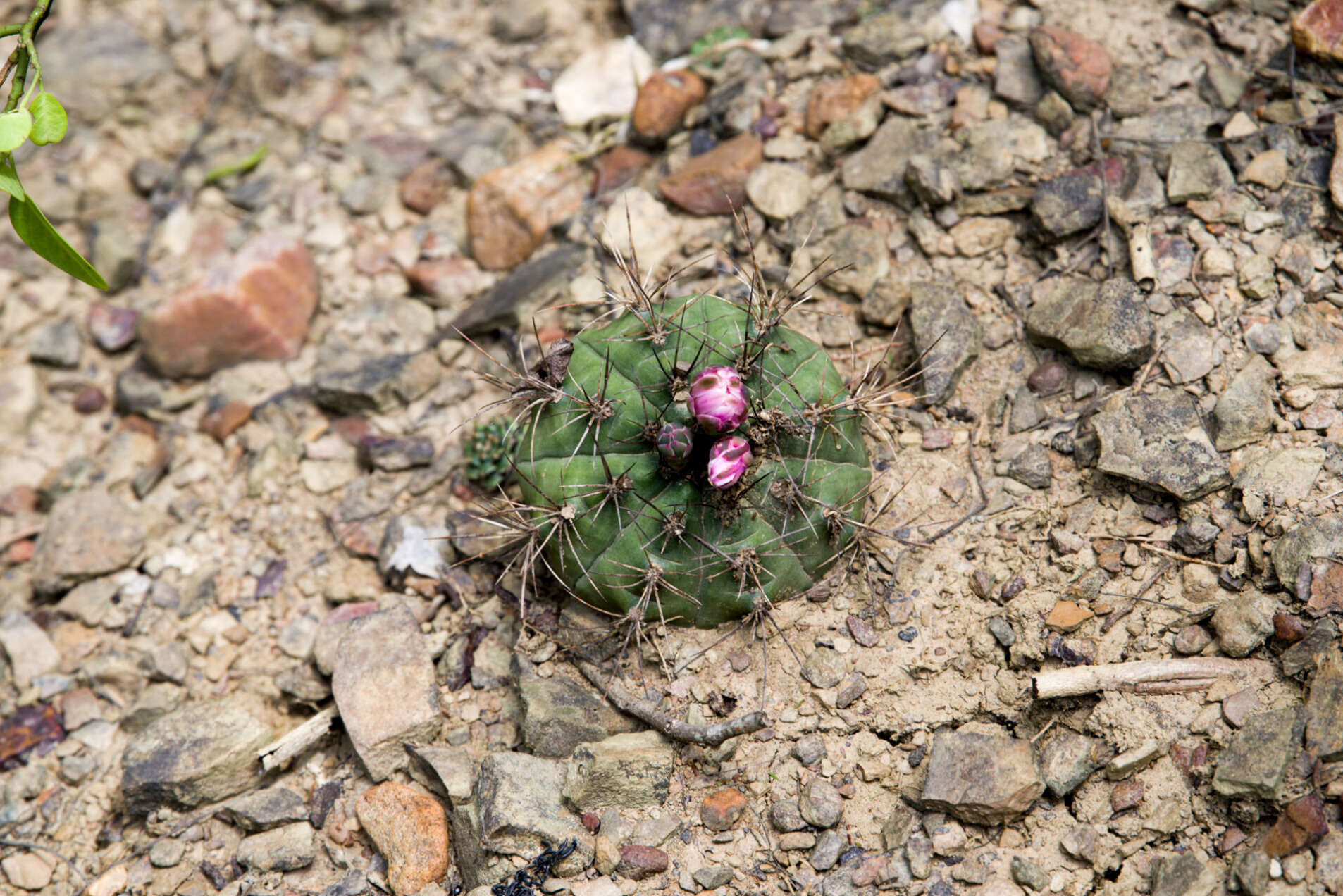 Image of Gymnocalycium anisitsii (K. Schum.) Britton & Rose