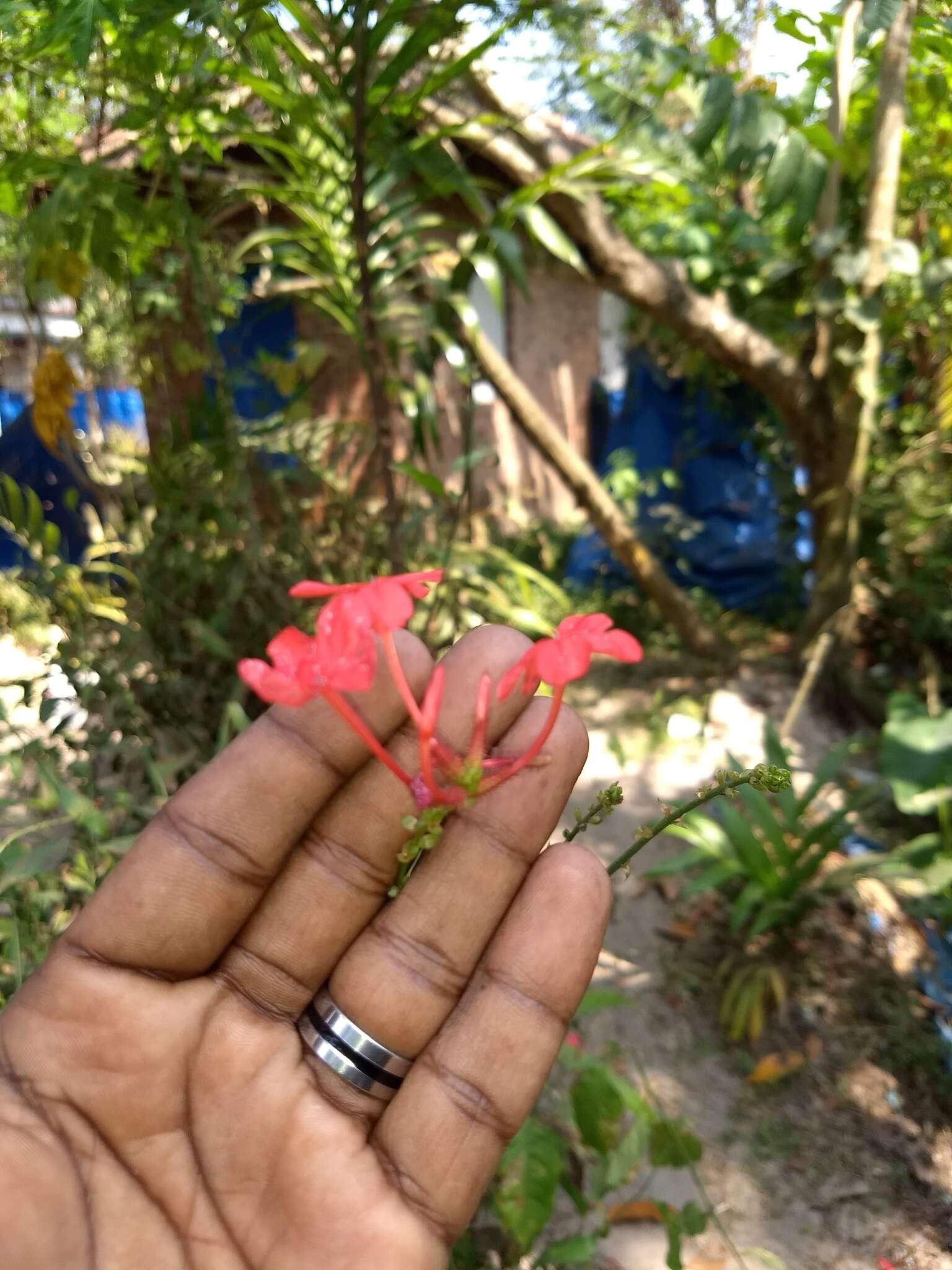 Imagem de Plumbago indica L.