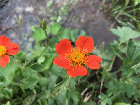 Image of Geum coccineum Sibth. & Sm.