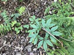 Image of Japanese ginseng