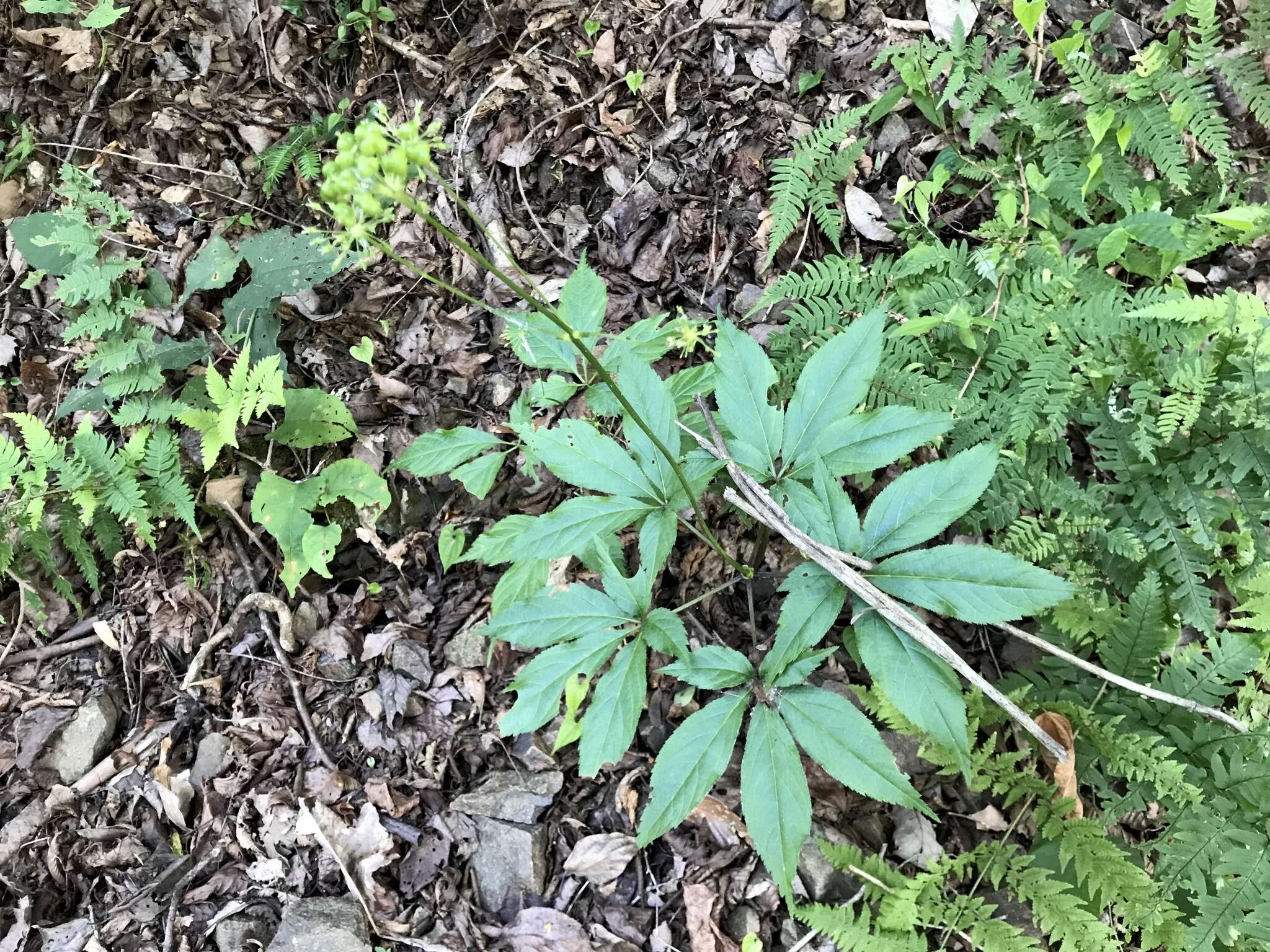 Image of Japanese ginseng