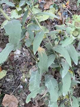 Imagem de Silphium integrifolium var. asperrimum (Hook.) B. L. Turner