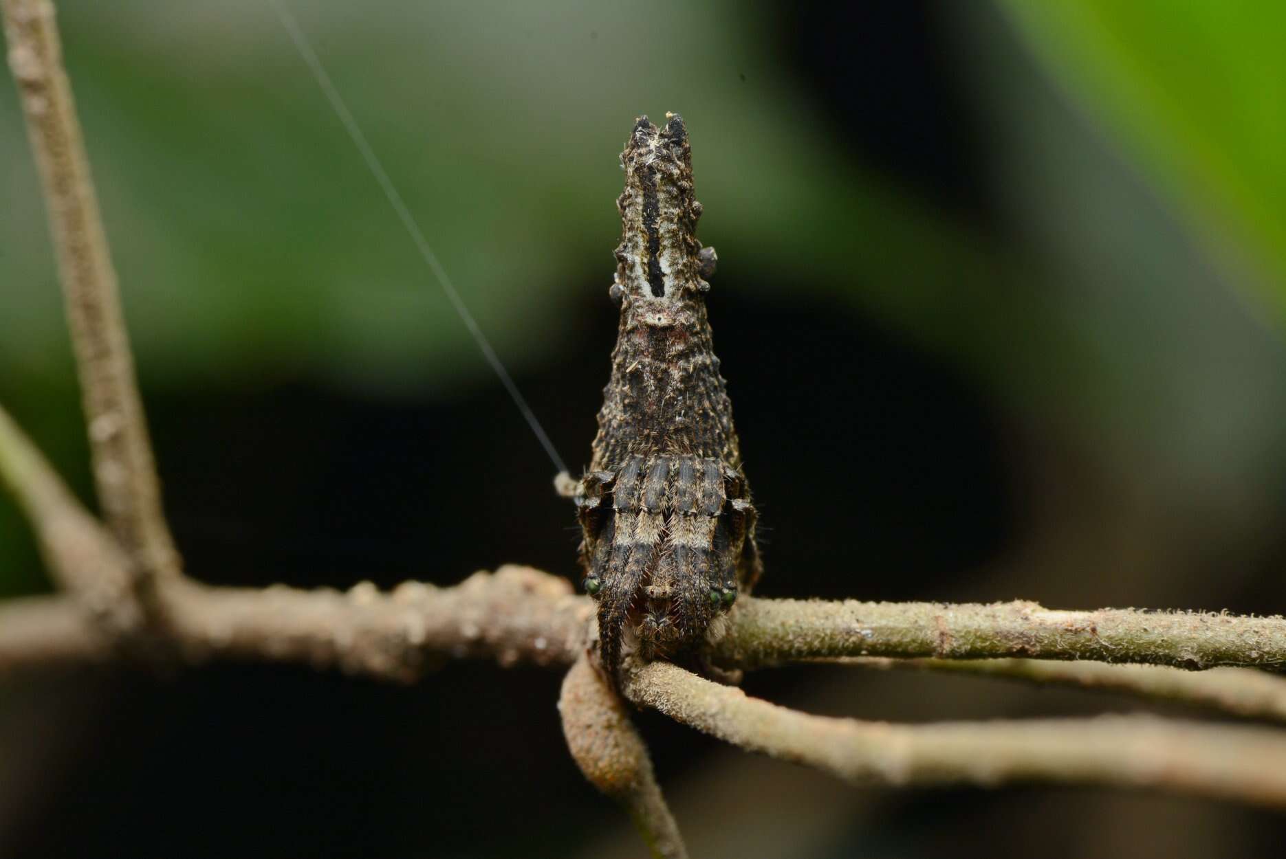 Image de Poltys columnaris Thorell 1890