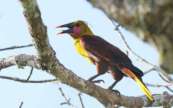 Image of Amazonian Oropendola