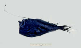 Image of seadevils