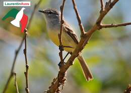 Image of Straneck's Tyrannulet