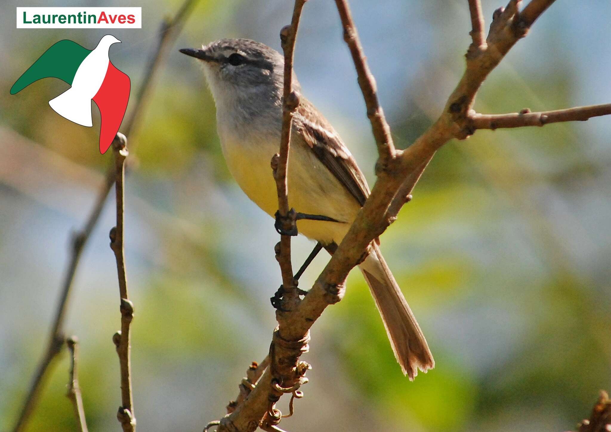 Image of Straneck's Tyrannulet