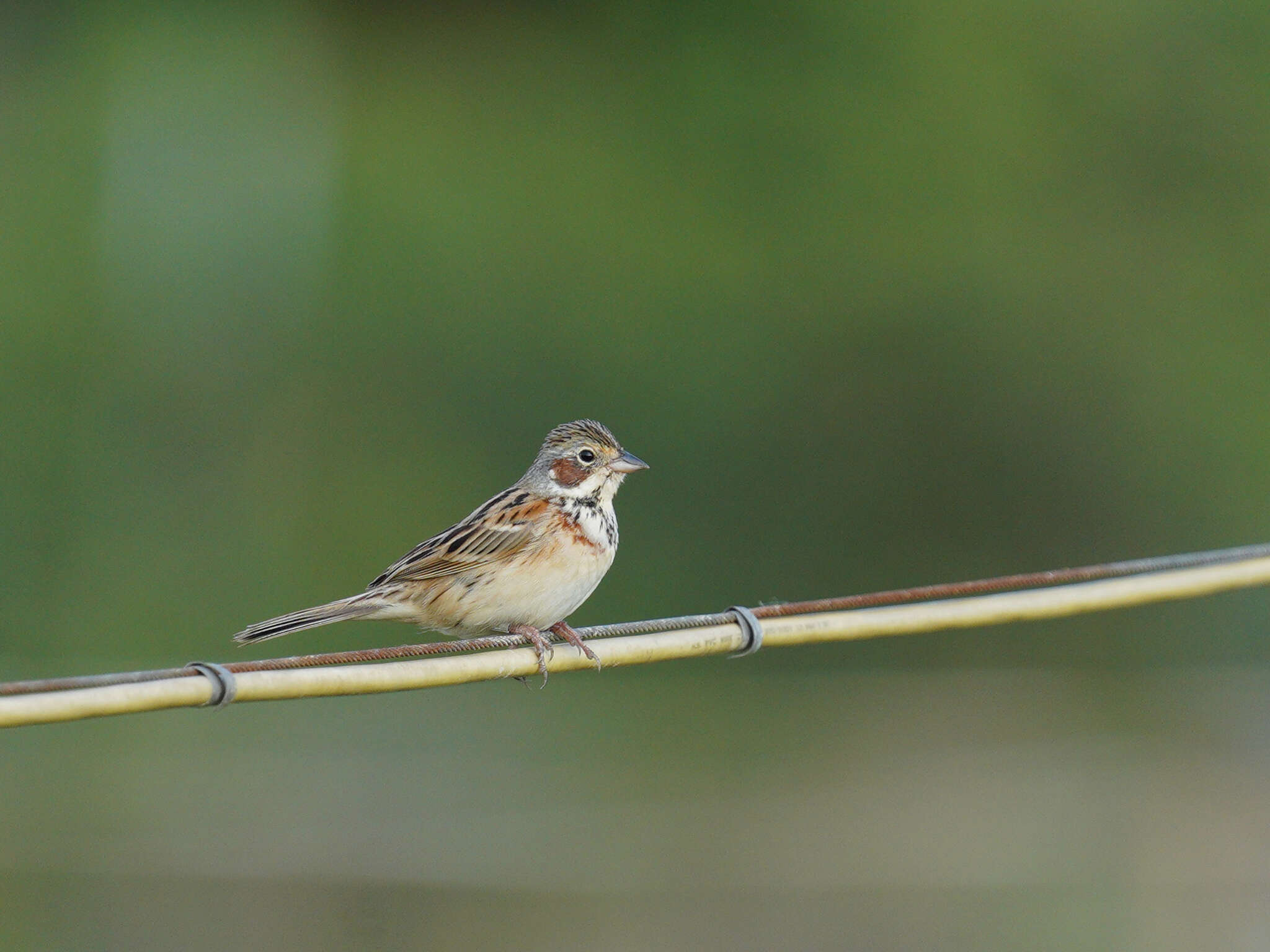 Image of Chestnut-eared Bunting