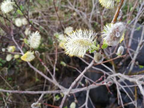 Image of goat willow