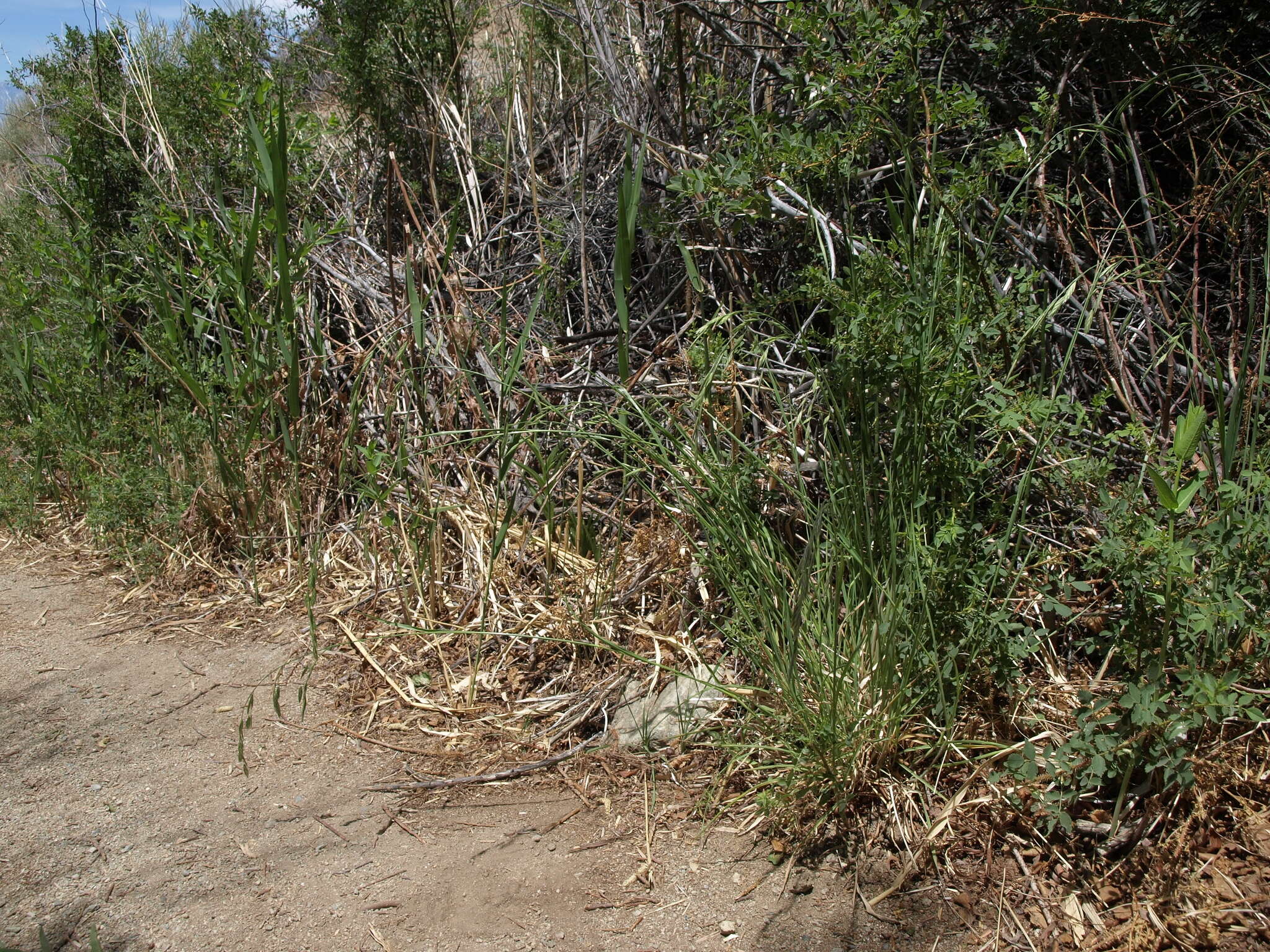 Imagem de Bromus catharticus var. catharticus