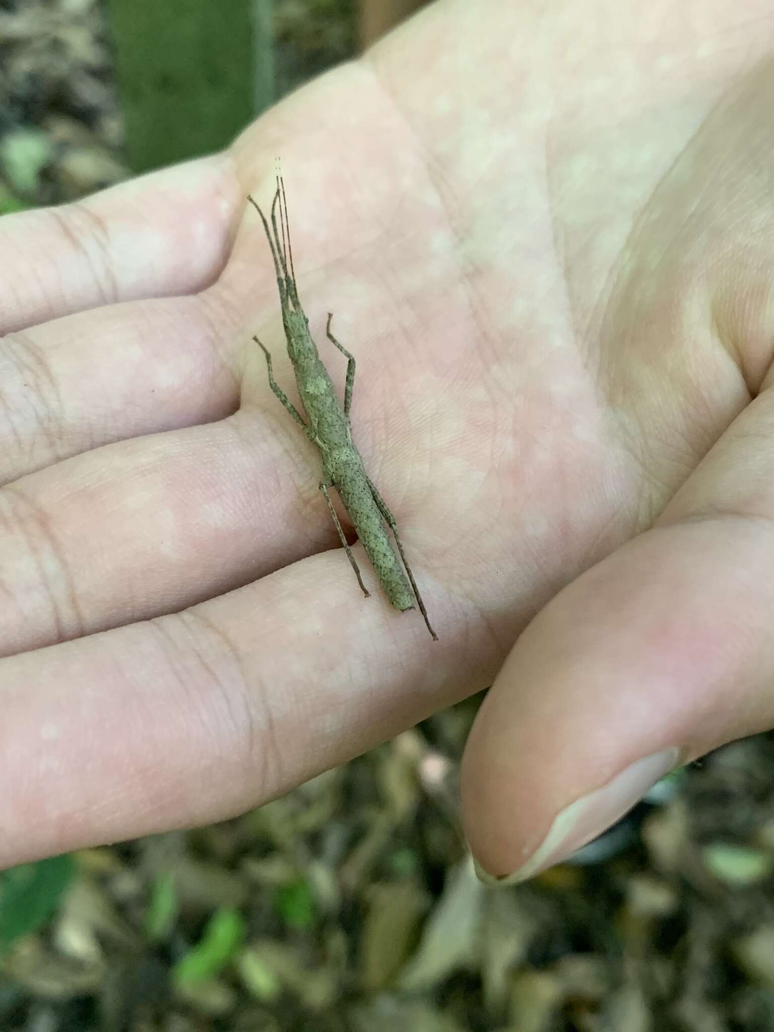 Image of Neohirasea japonica (Haan & W.)