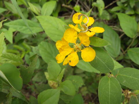 Слика од Aspicarpa longipes A. Gray