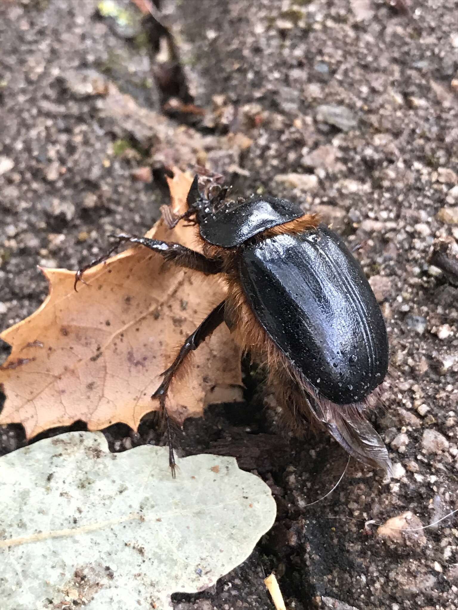 Sivun Pleocoma fimbriata Le Conte 1856 kuva