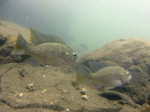 Image of Redbreast tilapia