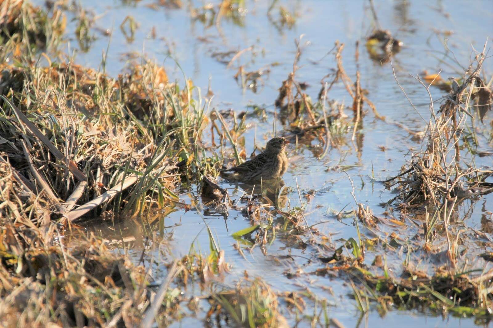 Image of Smith's Longspur