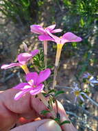 Image of Oxalis hirta var. tubiflora (Jacq.) Salter