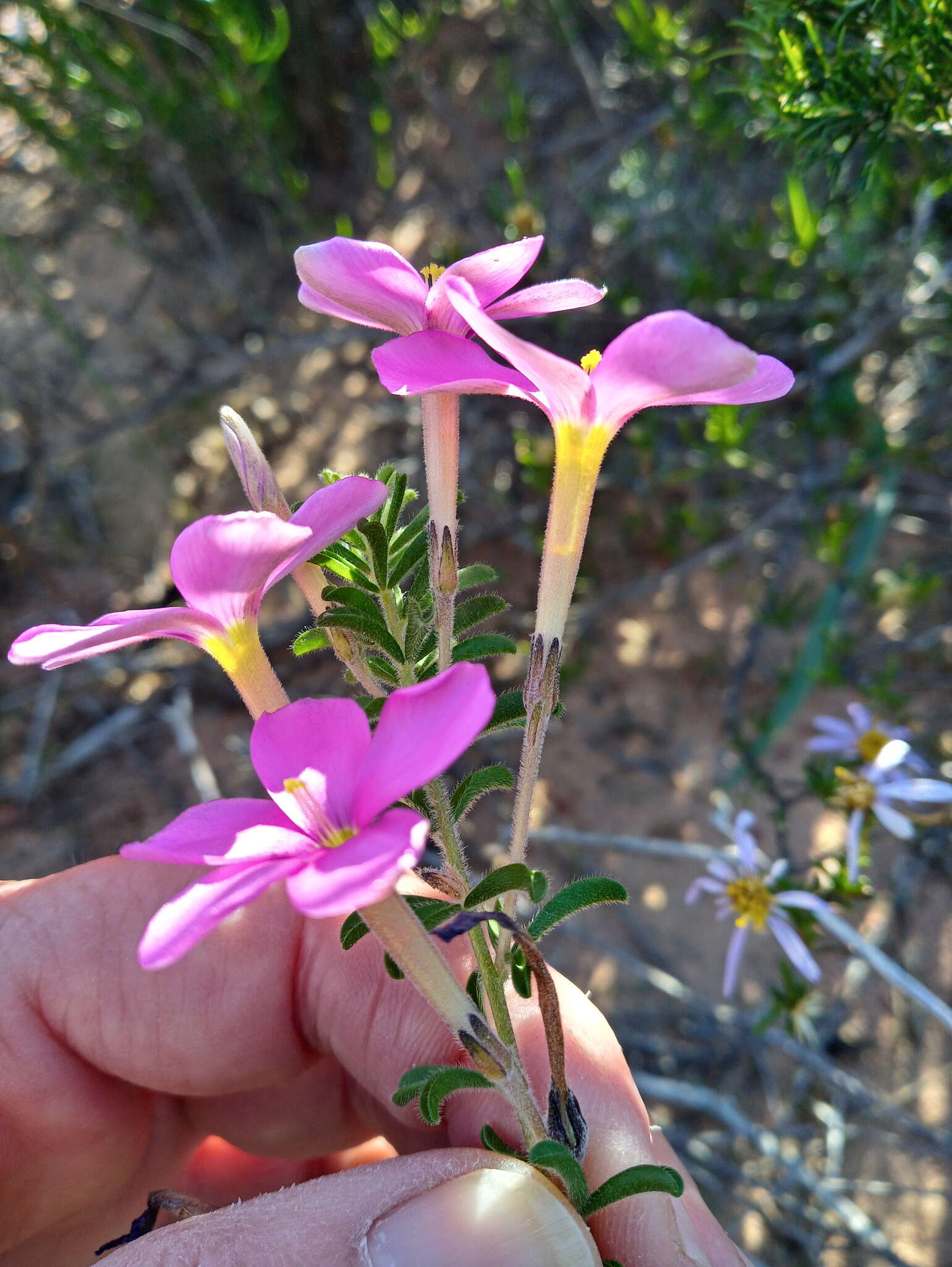 Image of Oxalis hirta var. tubiflora (Jacq.) Salter