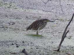 Image of Madagascar Pond-Heron