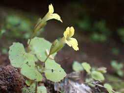 Image of Erythranthe taylorii G. L. Nesom