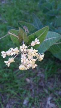 Image of pinewoods milkweed