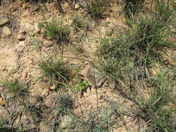 Image of Fan grass